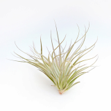 Hybrid cultivar _ Tillandsia Cotton Candy _ by Joinflower Joinfolia